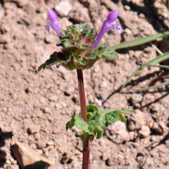 Lamium amplexicaule, Henbit